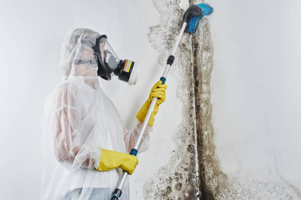 Best Black Mold Remediation in Laware City, DE