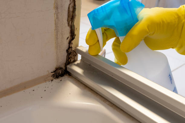 Trusted Delaware City, DE Mold Remediation Experts
