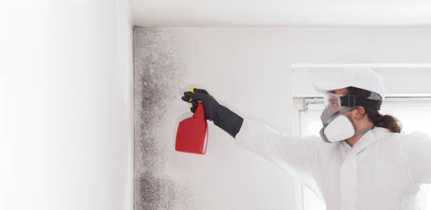 Best White Mold Remediation in Laware City, DE