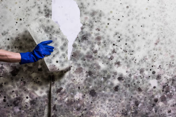 Best Kitchen Mold Remediation in Laware City, DE