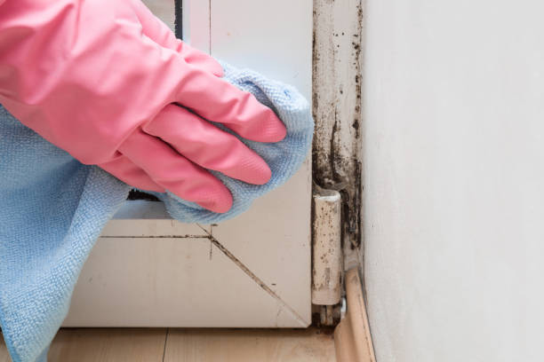 Best Commercial Mold Remediation in Laware City, DE