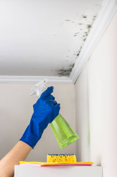 Best Crawl Space Mold Remediation in Laware City, DE